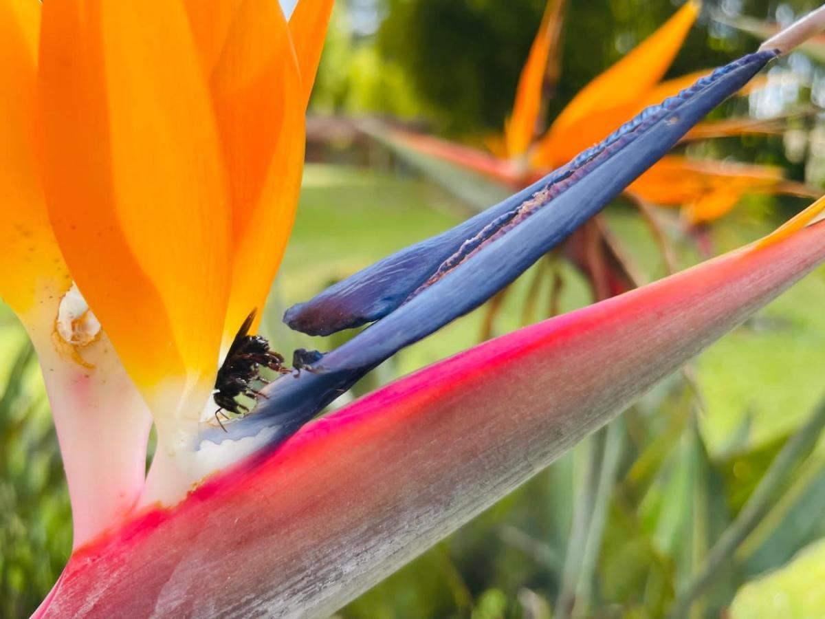 Jardin De Primavera Apartamentos 外观 照片